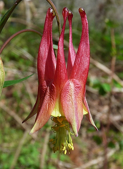 {Aquilegia canadensis}